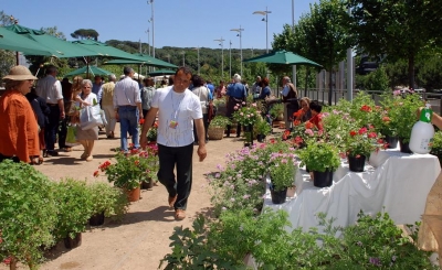 vivaio-gerani-pelargoni-profumati-roma