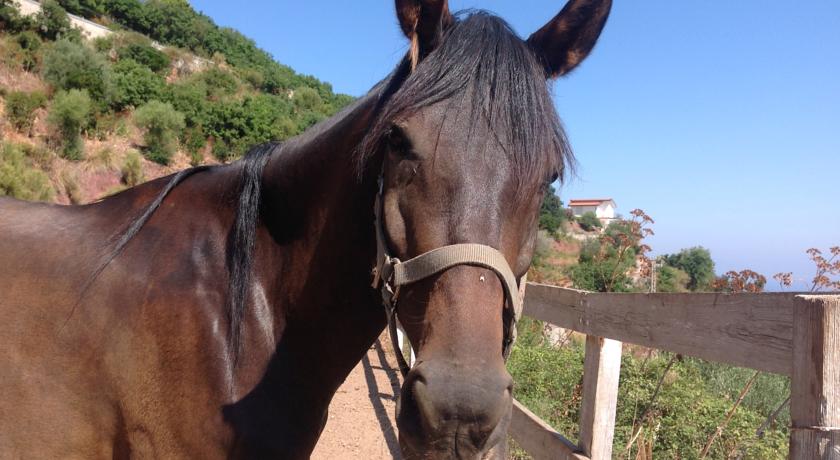 Animali e cavalli in prov di Messina