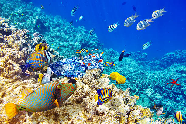 Offerta-Allinclusive-SharmelSheik-barriera-corallina-snorkeling 