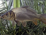 Carpa pesce comune al Trasimeno 