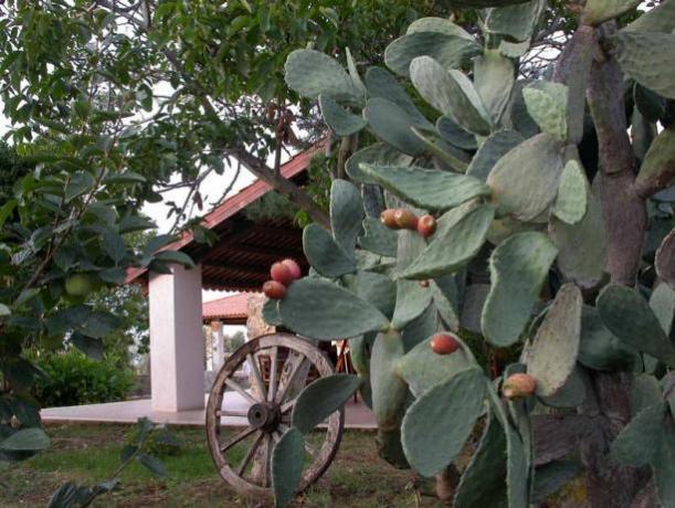 Prodotti tipici Calabresi- Agriturismo vicino Tropea 