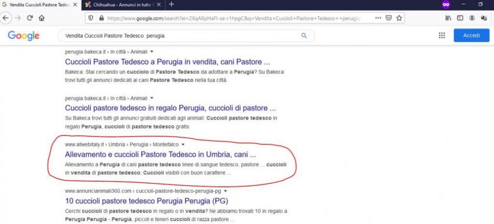 Posizionamento SEO Google: Vendita-cuccioli-pastore-tedesco-perugia