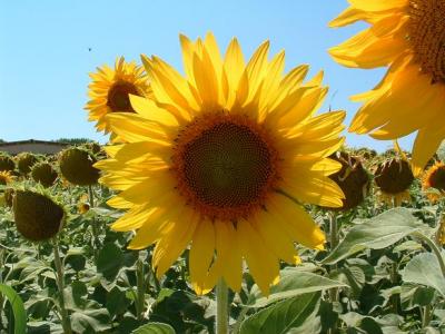 il nostro campo di girasoli in toscana 