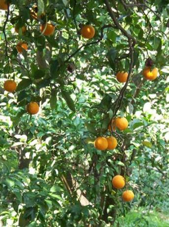 Clima Mite ed Agricultura Biologica in Campania