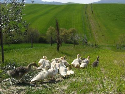 Vacanze con gli animali ad Agosto
