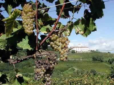 Vineyards in Umbria