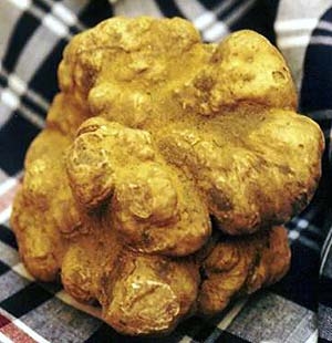 tartufo bianco