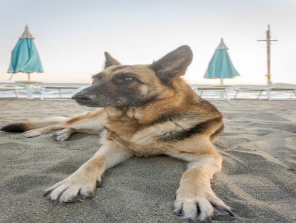Spiaggia Pet Friendly a Marina di Minturno  
