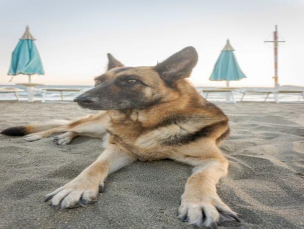 Spiaggia Pet Friendly a Marina di Minturno