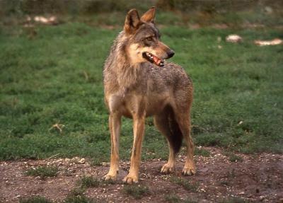Wolfs and untouched nature in Abruzzo National Park