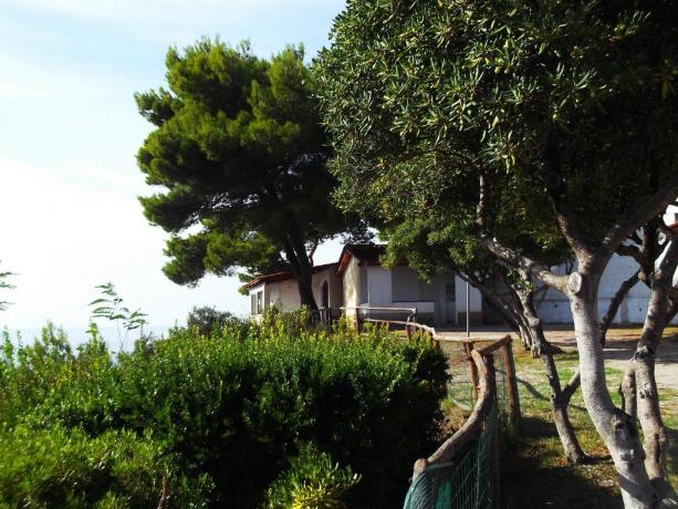 Bungalow circondato dagli Ulivi a Capo Palinuro 