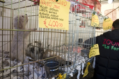 Vendita di animali di razza