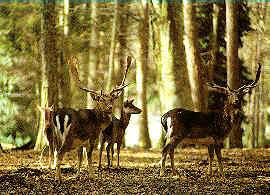 Dears and free animals in the Gargano Park