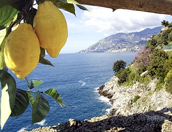 Sorrento produzione agrumi, limoncello di sorrento