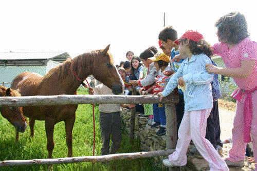 Cavallina e mini pony