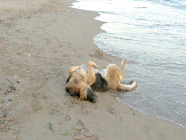 Spiaggia privata accessibile ai cani 