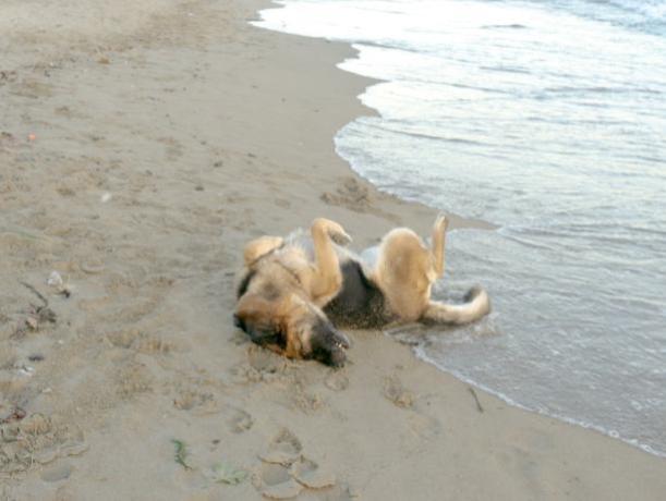 Spiaggia privata accessibile ai cani