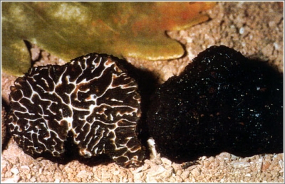 Cerca del tartufo guidata in Umbria