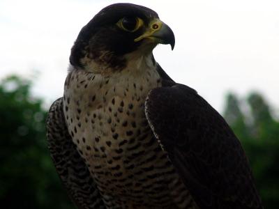Natural Habitat of the Pilgrim Falcon, Italy