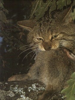 Wild cat on Etna