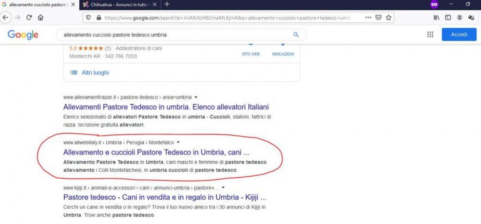 Esempio di Servizio SEO Google: Cucciolo-Pastore-Tedesco-Umbria