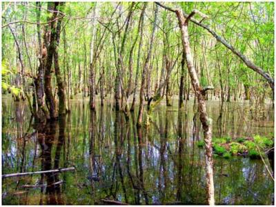 Biodiversitá e Natura Protetta al Parco del Circeo