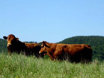 vendita-diretta-carne-bovina-umbria-Lagotrasimeno