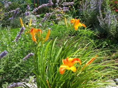 Vendita fiori e piante rare