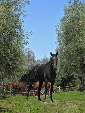 Agriturismo con maneggio a Città della Pieve