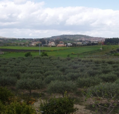 Coltivazione mandorleti e vendita olio, Sicilia