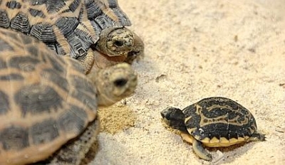 Protezione delle specie all'acquario