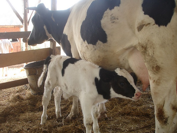 Agriturismo nel Lazio con animali 