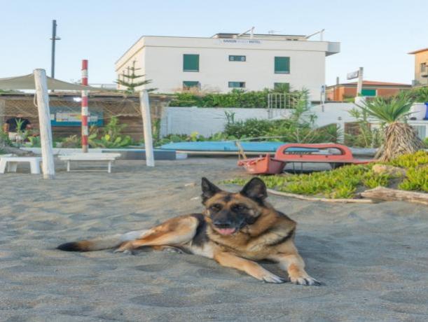 Ingresso in spiaggia con lettini e ombrellone