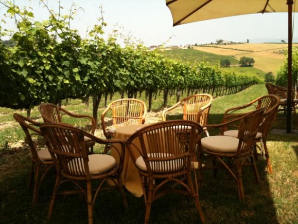 Escursione in Cantina tra Assisi e Montefalco con Degustazione Vini
