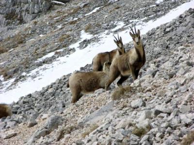 Apartamenti, Baite e Casolari in Affitto