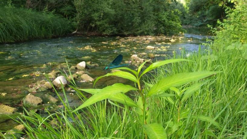 giardino sul fiume 