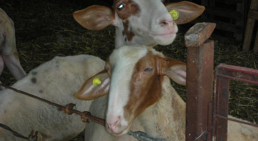 Ampio spazio per i pascoli nella tenuta 