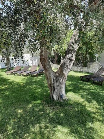 hotel con giardino e lettini a Mattinata