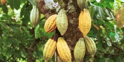 Cocoa plant