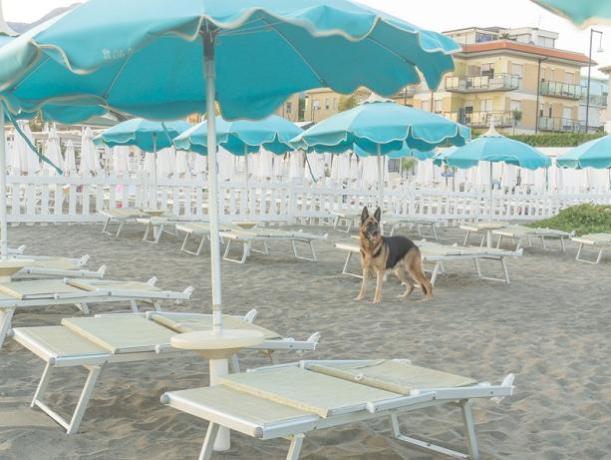Benvenuti animali in Spiaggia