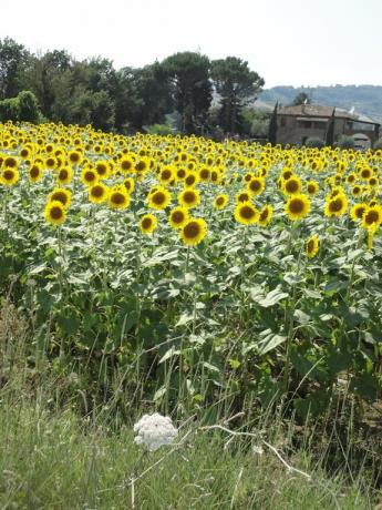 bb-todi-umbria-appartamenti-aziendaagricola-ecoturismorurale-petfriendly-giardino