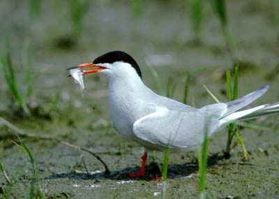 Birdwatching in Italy, Birds of all species,