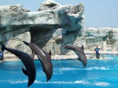 Hotels: Acquafan and Dolphinarium in Riccione