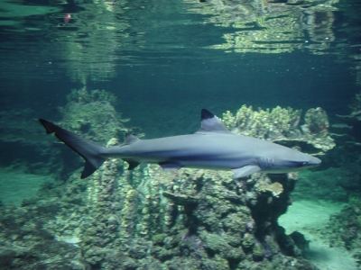 aquarium with sharks bergamo