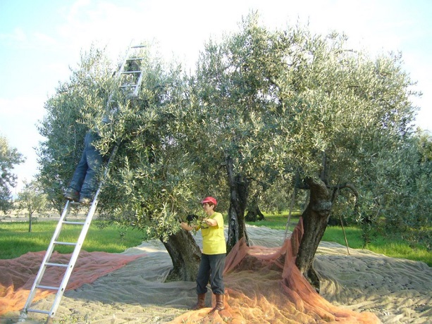 Prodotti Biologici in Agriturismo 