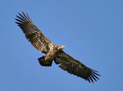 Aquila reale in volo in Umbria 