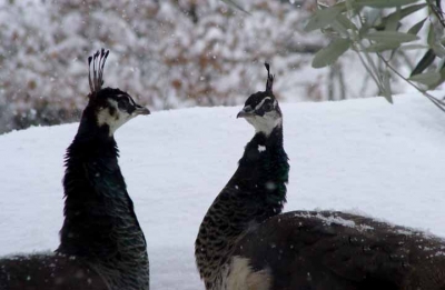 pavoni tra la neve a Monestevole