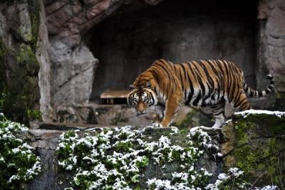 Great Carnivos at the Biopark zoo in Rome