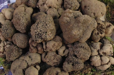 Mostra Mercato del tartufo 