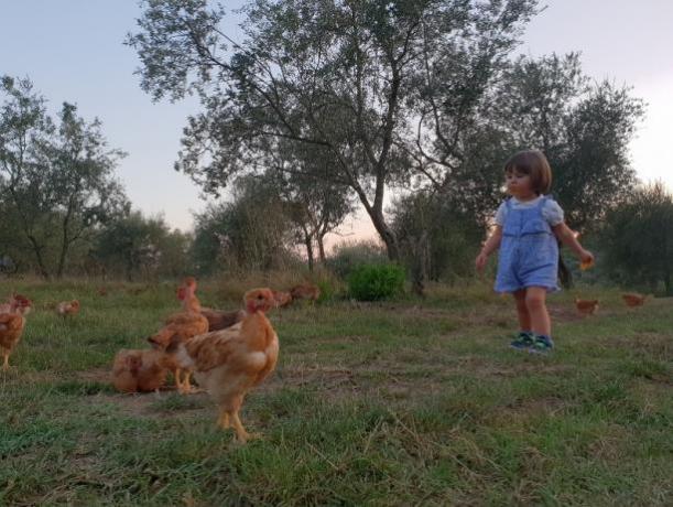Agriturismo con Fattoria vicino Firenze